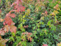 Preview: Acer campestre - (Feldahorn),
